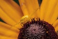 Flower Crab Spider Camouflage