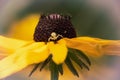 Flower Crab Spider on a flower