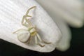 Flower Crab Spider - Misumena vatia on a flower petal. Royalty Free Stock Photo