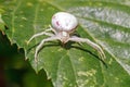 Flower Crab Spider - Misumena vatia waiting for its prey.