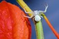Flower (crab) spider on red Physalis