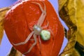 Flower (crab) spider on red Physalis