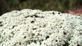 Flower crab spider, Thomisidae hunting.