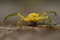 Flower crab spider, Thomisidae Misumena vatia Royalty Free Stock Photo