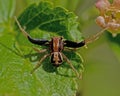 Ground crab spiders Xysticus cristatus male