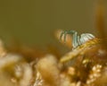 Flower crab spider, Thomisidae Misumena vatia Royalty Free Stock Photo