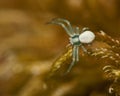 Flower crab spider, Thomisidae Misumena vatia Royalty Free Stock Photo