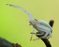 Flower crab spider, Thomisidae Misumena vatia Royalty Free Stock Photo