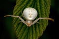 Flower crab spider, Thomisidae Misumena vatia Royalty Free Stock Photo