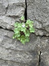 Flower in a crack in a stone wall