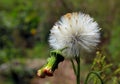Flower of Crassocephalum crepidioides, also called ebolo, thickhead Royalty Free Stock Photo