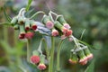 Flower of Crassocephalum crepidioides, also called ebolo, thickhead in Fujian, China. Crassocephalum crepidioides, also called ebo Royalty Free Stock Photo