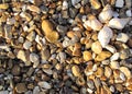 Flower created with shells on stony beach Royalty Free Stock Photo