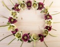 Flower creative arrangement wreath of hellebores or lenten roses over light wood