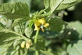 Flower of a creeping false holly, Jaltomata procumbens