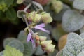 Flower of a Cretan dittany or hop marjoram, Origanum dictamnus