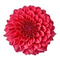 Flower crimson dahlia isolated on white background. Close-up. Royalty Free Stock Photo