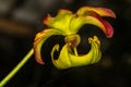 Flower of Crimson Pitcherplant