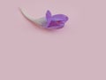 Flower crocus  delicate  pastel a colored background frame minimalist Royalty Free Stock Photo