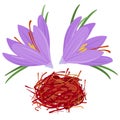 Saffron crocus flowers and threads. Vector illustration