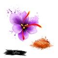 Flower crocus and dried saffron spice isolated on white background Royalty Free Stock Photo