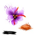 Flower crocus and dried saffron spice isolated on white background. Saffron crocus. Labels for Essential Oils and Natural