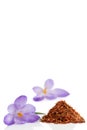 Flower crocus and dried saffron spice on white background. Royalty Free Stock Photo