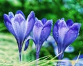 flower of crocus Royalty Free Stock Photo