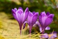 flower of crocus Royalty Free Stock Photo