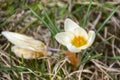 Flower crosus white yellow Royalty Free Stock Photo