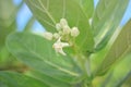 Flower crown or Calotropis gigantea. The flowers are white. Some species are purple Royalty Free Stock Photo