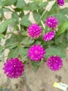 Flower crown is a species of ornamental plant from the genus Gomphrena.