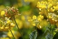 Flower of the crownvetch Coronilla coronata Royalty Free Stock Photo