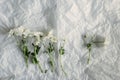 Bacardi chrysanthemum isolated on white