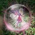 Flower crystal fairy in sphere Royalty Free Stock Photo