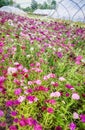 Flower cultivation Dianthus barbatus