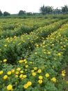 Flower cultivation marigold