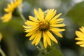 Cup plant Silphium perfoliatum