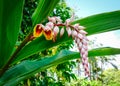 Flower of Curcuma longa at the botanic garden Royalty Free Stock Photo