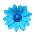 Flower cyan adonis, isolated on a white background. Close-up.