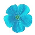 Flower cyan flax isolated on white background. Flower bud close up