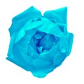 Flower cyan rose isolated on white background. Close-up.