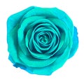 Flower cyan rose isolated on white background. Close-up. Element of design