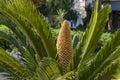 Flower of cycad large pollen above a cyad sago palm Royalty Free Stock Photo