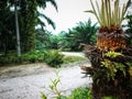 flower Cycas revoluta Royalty Free Stock Photo