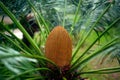 Flower of Cycas siamenses, CYCADACEAE . Palm of Yellow Color.