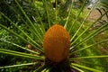 Flower of Cycas siamenses, CYCADACEAE . Palm of Yellow Color.