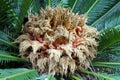 Flower of cycas tree, close up Royalty Free Stock Photo