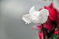 The flower of a cyclamen with dewy drops