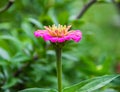 The flower cynicism pink color in the garden. Blossoming pink cynicism close, side view